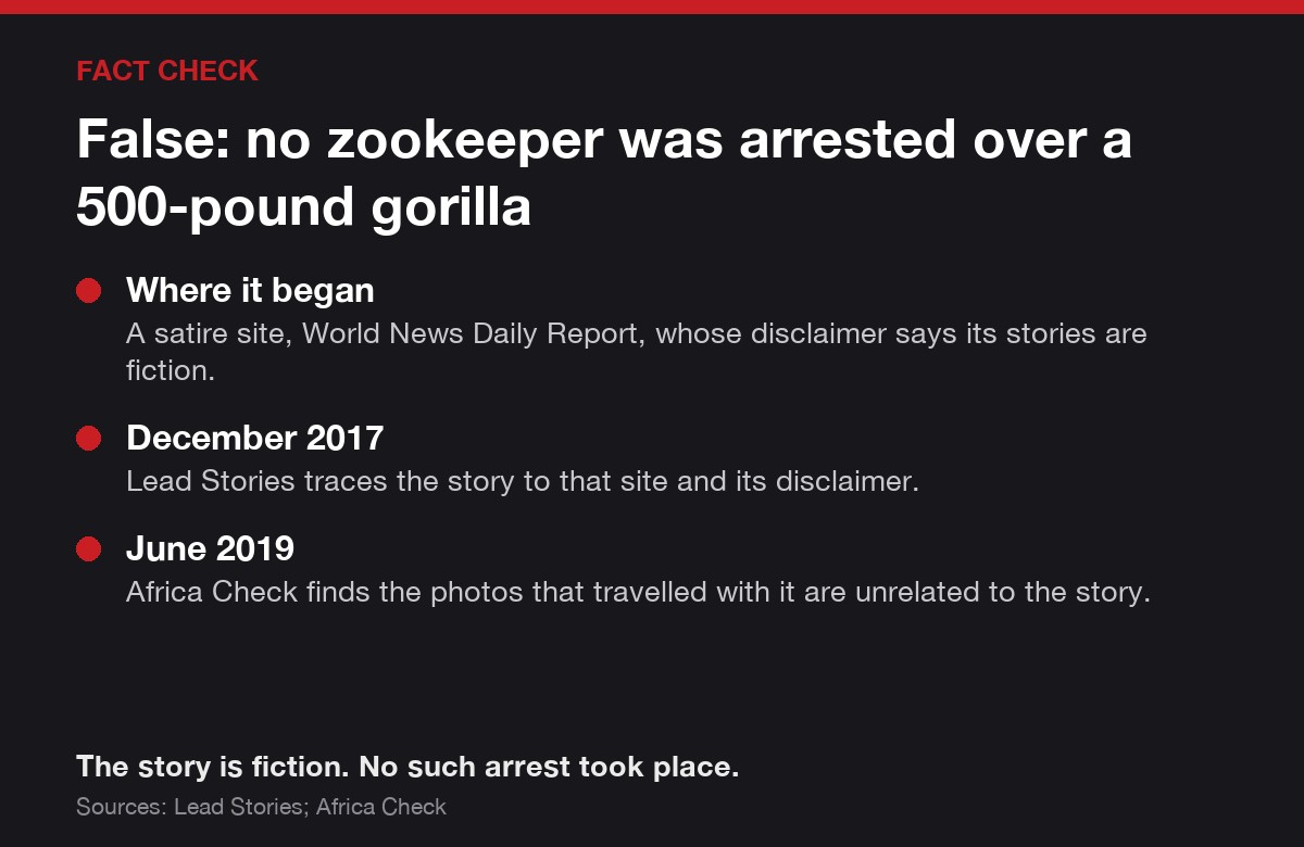 Fact check card: false, no zookeeper was arrested over a 500-pound gorilla. The story began on a satire site, as Lead Stories and Africa Check found.